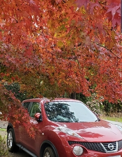 Screenshot_20191202-153749_Gallery.jpg
